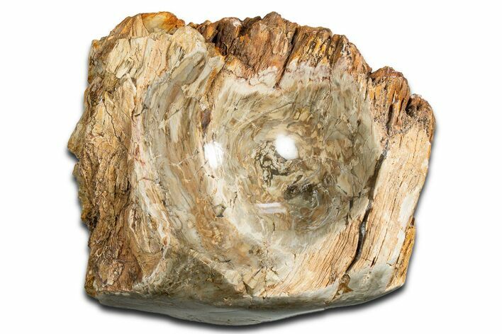 Polished Petrified Wood Soap Dish - Madagascar #346941